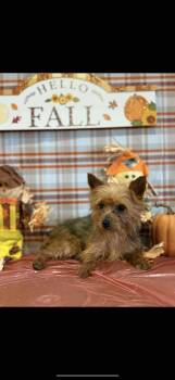 Rescue Yorkshire Terrier Dogs for Adoption in Wheelersburg, Ohio - Chip | PetCurious