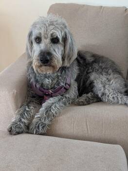 Labrador Retriever Dogs Available for Adoption - Ari | PetCurious