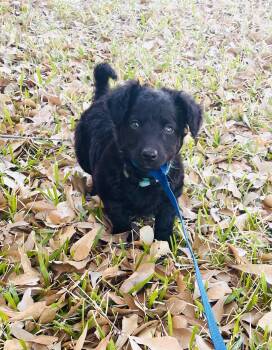Dachshund Dogs Available for Adoption - Charlie | PetCurious