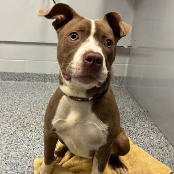 Sweet Potato -  American Staffordshire Terrier and Mixed Breed Dog for Adoption in Greenville, South Carolina - Sweet Potato | PetCurious