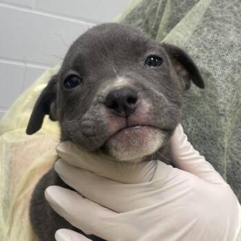 Pit Bull Terrier Dogs Available for Adoption - Curio | PetCurious