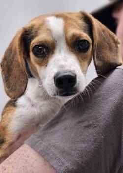 Hamilton FKA Dog 6 -  Beagle and Mixed Breed Dog for Adoption in West Chester, Pennsylvania - Hamilton FKA Dog 6 | PetCurious