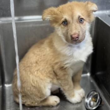 Rescue Alaskan Malamute Dogs for Adoption in Bellingham, Washington - Plum | PetCurious