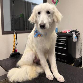 Great Pyrenees Dogs Available for Adoption in Nampa, Idaho - Flynn | PetCurious