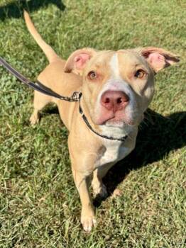 VERA -  Labrador Retriever and Mixed Breed Dog for Adoption in York, South Carolina - VERA | PetCurious