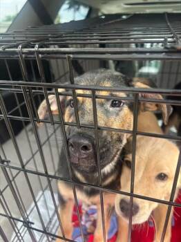 Golden Retriever and Mixed Breed Dogs Available for Adoption in Stockton, California - KRONK | PetCurious