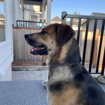 Rescue German Shepherd Dog Dogs for Adoption in Surrey, British Columbia - Chocolate | PetCurious