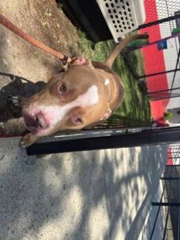 Mixed Breed Dogs Available for Adoption in West Chester, Pennsylvania - Aang | PetCurious