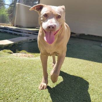 Sam 0028 -  Mixed Breed Dog for Adoption in Loxahatchee Groves, Florida - Sam 0028 | PetCurious
