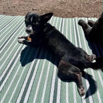 Lil Bit -  Chihuahua Dog for Adoption in Bend, Oregon - Lil Bit | PetCurious