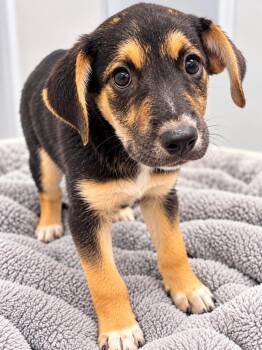 Zuri -  Australian Cattle Dog Blue Heeler and Border Collie Dog for Adoption in Kemp, Texas - Zuri | PetCurious