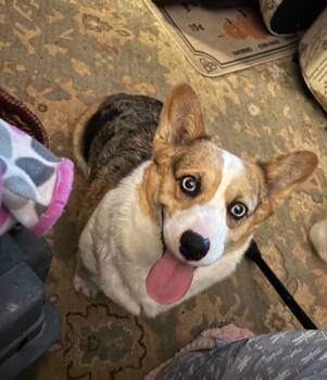 BlueJeans -  Corgi Dog for Adoption in Warrenton, Missouri - BlueJeans | PetCurious