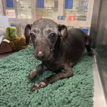 Chihuahua and Italian Greyhound Dogs Available for Adoption - McFlurry | PetCurious
