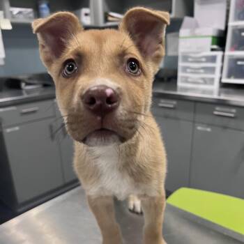 Charmy Bee -  Shepherd Dog for Adoption in Greensboro, North Carolina - Charmy Bee | PetCurious