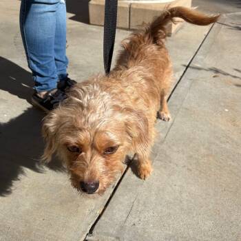 Rescue Mixed Breed Dogs for Adoption in Winston-salem, North Carolina - Brantley | PetCurious