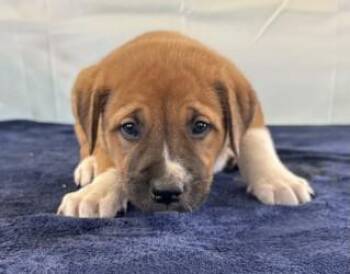 Cora Jean -  Terrier and Mixed Breed Dog Available for Adoption in West Memphis, Arkansas - Cora Jean | PetCurious