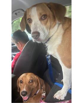 Peppa- true sweetheart -  Labrador Retriever and Beagle Dog for Adoption in Ocean Township, New Jersey - Peppa- True Sweetheart | PetCurious