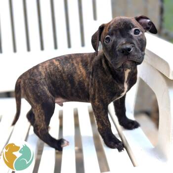 Ocho -  Pit Bull Terrier Dog for Adoption in Toledo, Ohio - Ocho | PetCurious