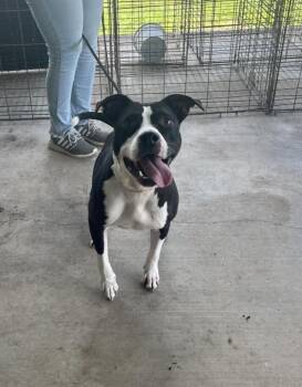 Rescue Mixed Breed Dogs for Adoption in Scott, Louisiana - Oreo | PetCurious