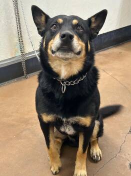 Montoya -  Australian Cattle Dog Blue Heeler and Australian Kelpie Dog for Adoption in Chico, California - Montoya | PetCurious