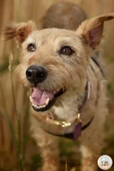 Airedale Terrier Dogs Available for Adoption - Dusty | PetCurious