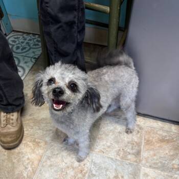 Rescue Poodle Dogs for Adoption in Boerne, Texas - Feta | PetCurious