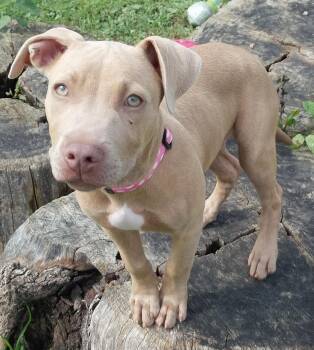 MILLIE -  Pit Bull Terrier Dog for Adoption in Louisville, Ohio - MILLIE | PetCurious