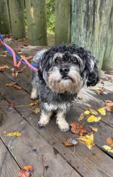 Nipsey -  Miniature Schnauzer Dog for Adoption in Philadelphia, Pennsylvania - Nipsey | PetCurious
