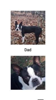 Clyde -  Boston Terrier and Mixed Breed Dog for Adoption in Morton Grove, Illinois - Clyde | PetCurious
