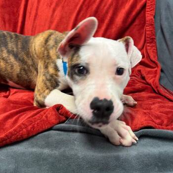 Jules -  Mixed Breed Dog for Adoption in Naperville, Illinois - Jules | PetCurious