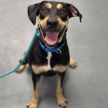 Ross -  Mixed Breed Dog for Adoption in Sarasota, Florida - Ross | PetCurious