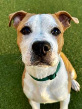 Mixed Breed Dogs Available for Adoption - Rocko’s Modern Life | PetCurious