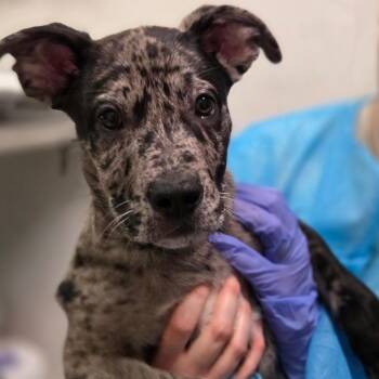 Mixed Breed Dogs Available for Adoption in Charleston, West Virginia - Swiss Roll | PetCurious