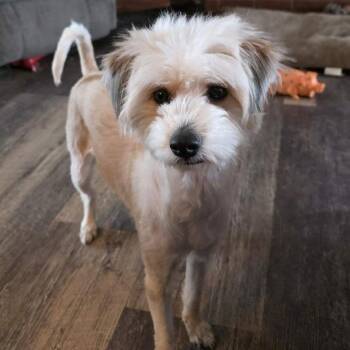 Terrier and Shih Tzu Dogs Available for Adoption - DAISY | PetCurious