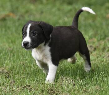 Diego -  Labrador Retriever and Beagle Dog for Adoption in Mechanicsburg, Pennsylvania - Diego | PetCurious