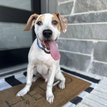 Dallas -  Pointer and Labrador Retriever Dog for Adoption in Oak Ridge North, Texas - Dallas | PetCurious
