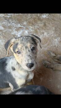 Orion -  Catahoula Leopard Dog Dog for Adoption - Orion | PetCurious