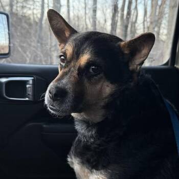 Australian Cattle Dog Blue Heeler Dogs Available for Adoption in Holly, Michigan - Princess | PetCurious