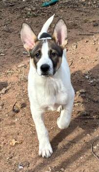 Fox Terrier Dogs Available for Adoption in Hayward, Wisconsin - Ranger | PetCurious