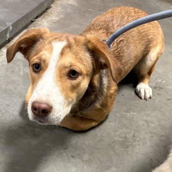 Shortcake -  Terrier Dog for Adoption in Yuma, Arizona - Shortcake | PetCurious