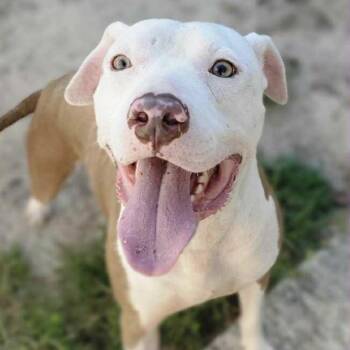 Rescue Pit Bull Terrier Dogs for Adoption in Columbia, South Carolina - Marley | PetCurious