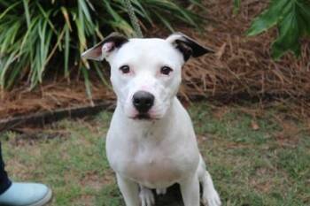 American Bulldog and Mixed Breed Dogs Available for Adoption in Brunswick, Georgia - Drew | PetCurious