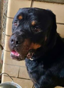 Gunner aka Rolo -  Rottweiler Dog for Adoption in Warrenton, Missouri - Gunner Aka Rolo | PetCurious