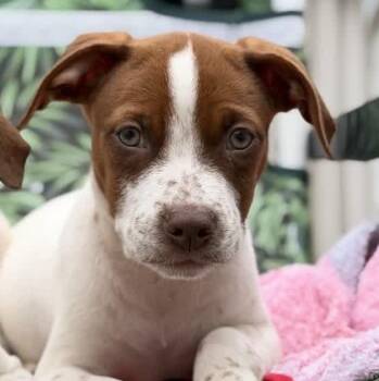 Ace -  Pointer Dog for Adoption in Copiague, New York - Ace | PetCurious