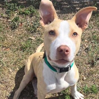 Terrier Dogs Available for Adoption in Palm Harbor, Florida - Ledger | PetCurious