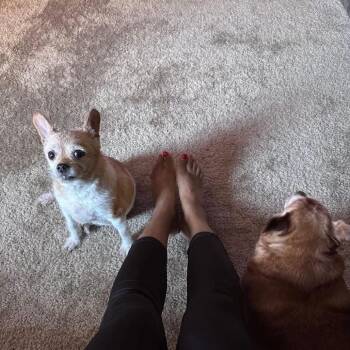 Terrier and Chihuahua Dogs Available for Adoption in Las Vegas, Nevada - Bella Naja OS NV | PetCurious