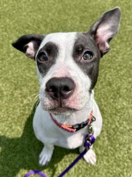 Piccolo -  Mixed Breed Dog for Adoption in Wichita, Kansas - Piccolo | PetCurious