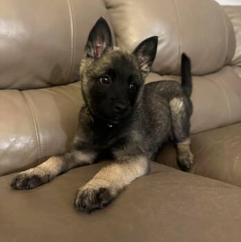 Belgian Shepherd Malinois and Husky Dogs Available for Adoption in Fairmont, Minnesota - Violet | PetCurious