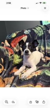 Chihuahua and Rat Terrier Dogs Available for Adoption in Cedartown, Georgia - Pip | PetCurious