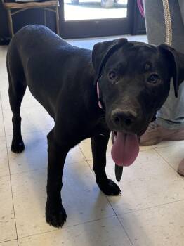 Black Labrador Retriever and American Bully Dogs Available for Adoption in Dyersburg, Tennessee - Boone B | PetCurious
